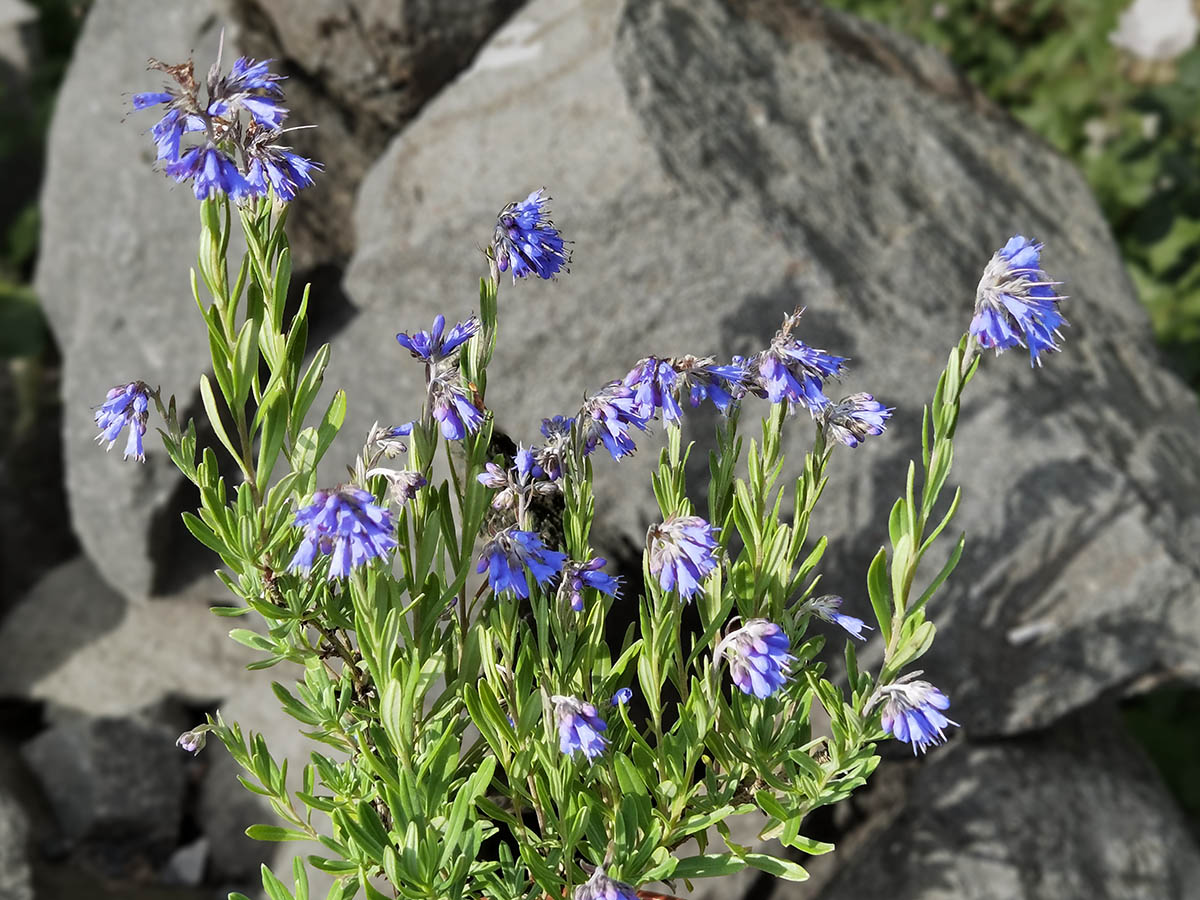 Molkia petraea photo